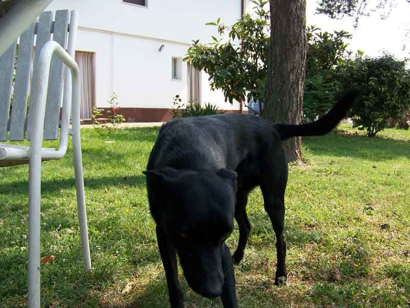 Lupetto Branzolino